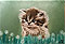 Chaton en peinture � l'huile
